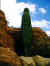 Kaktus im Desertmuseum Tucson